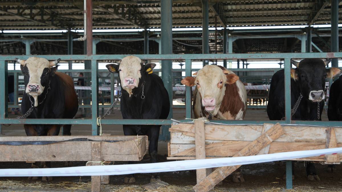 Türkiye’de hayvan pazarları geçici süreyle kapandı