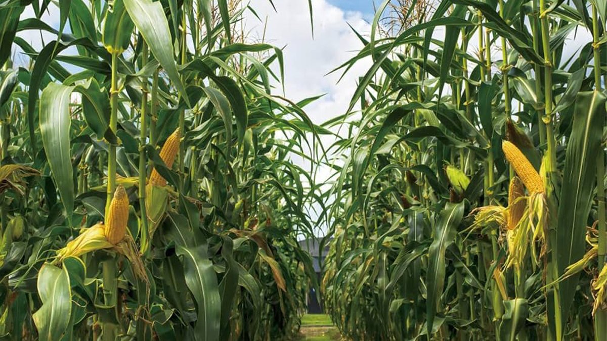 Kilo kontrolünden kan şekerine her derde deva! Yazın bu doğal mucizesi sağlık dağıtıyor