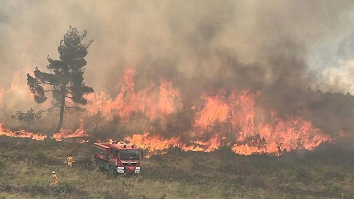 Bilecik'te orman yangını