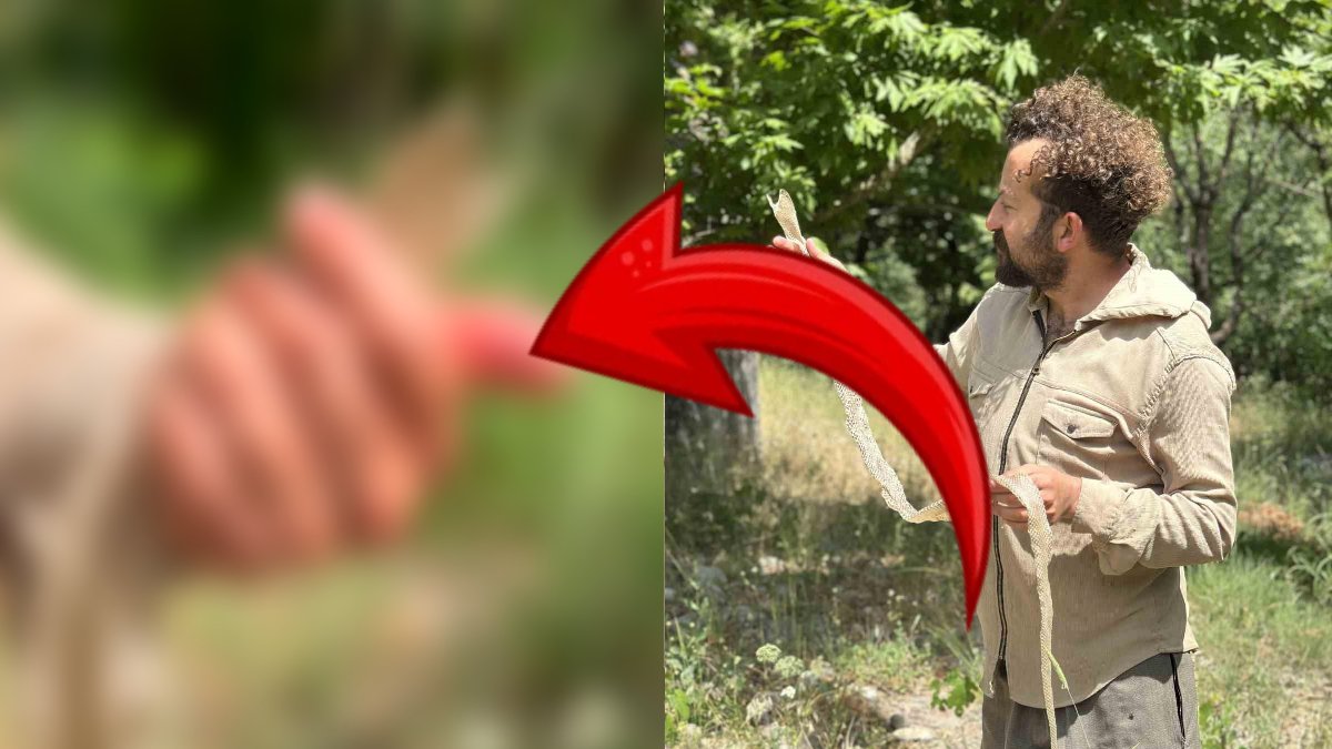 O ilimizde doğayı gezerken buldu: Türkiye’nin en zehirli yılan türlerinden birine ait