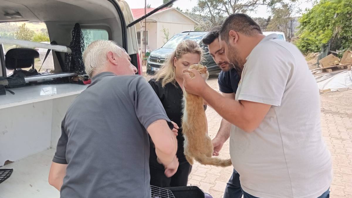 Yangından etkilenen hayvanlar unutulmadı