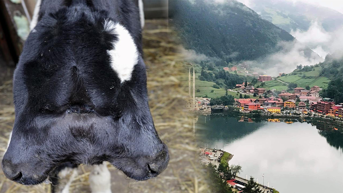 Trabzon’da çift başlı buzağı doğdu: Kısa süre yaşadı, uzmanlardan açıklama geldi