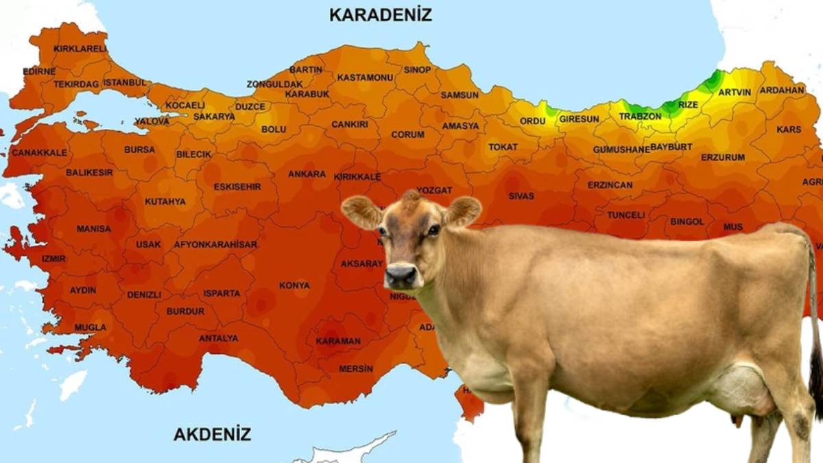 Sütü ikiye katlayan yüzlerce yıllık gelenek: O ilimizde ineklere neden 'ayakkabı' giydiriliyor?