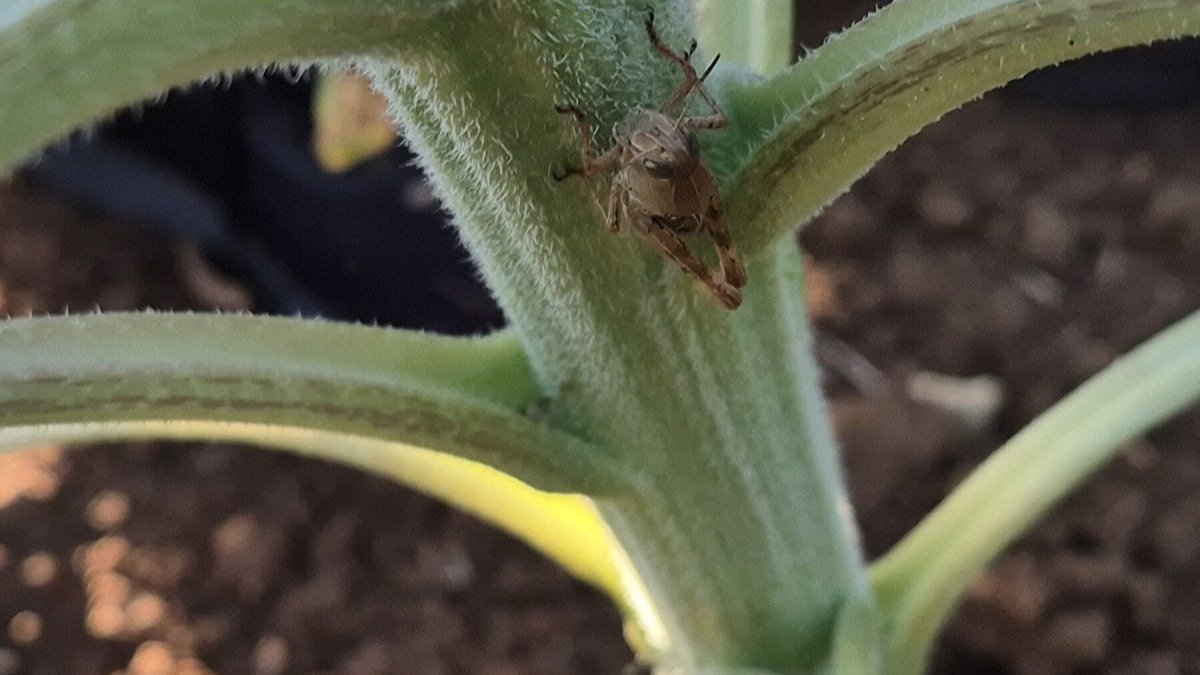 Tekirdağ'da çekirge alarmı: 5 bin dekarlık alan risk altında