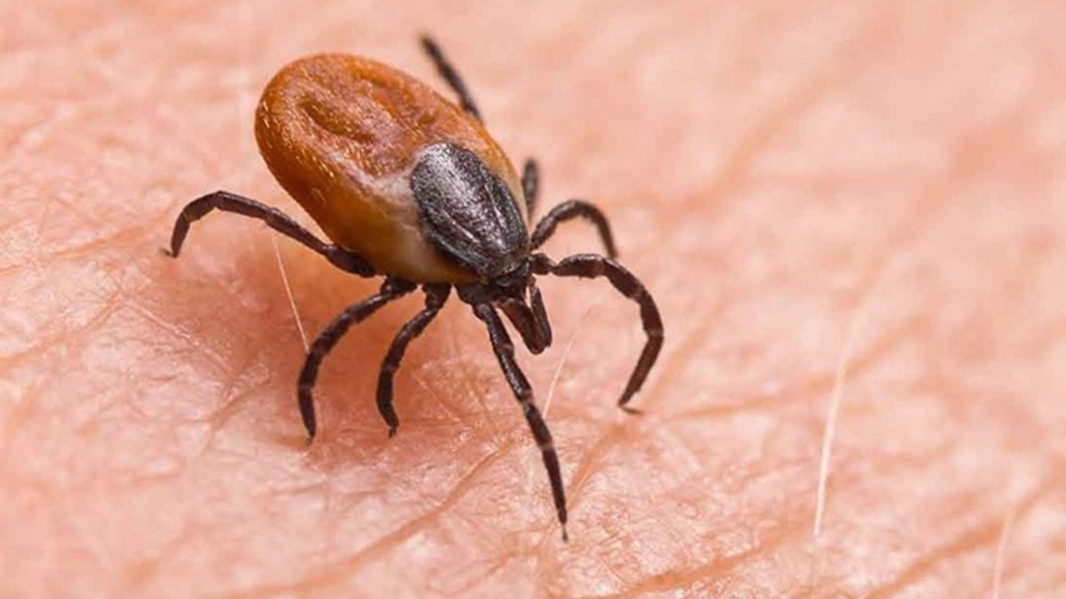 İstanbul'daki kenelerin zararsız olduğu belirlendi