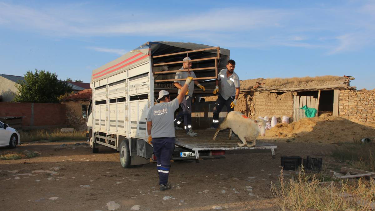Damızlık koç desteği başvuruları başlıyor