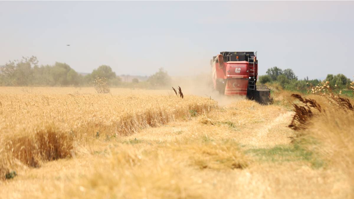 Bursa'da Büyükşehir desteği ile hasat zamanı