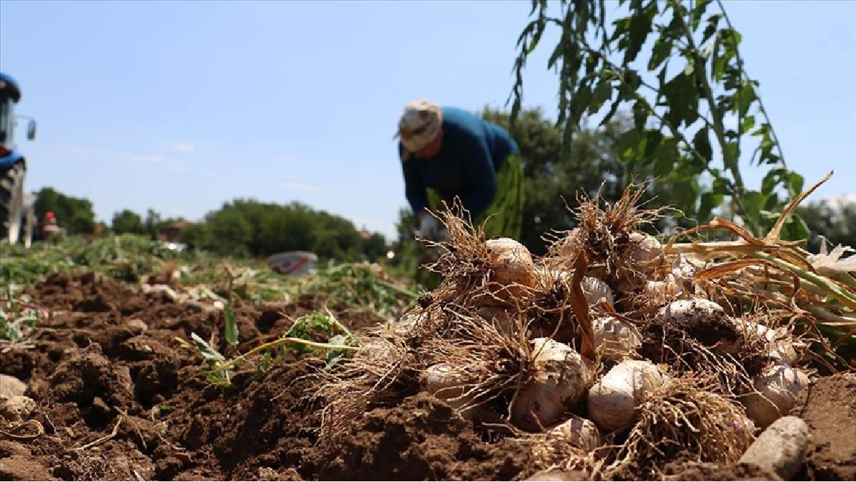 Kastamonu'da üretiliyor, 'Beyaz altın' diye geçiyor! Tüm Türkiye'ye satılıyor: Küçüğü 90, dublesi 230 TL ediyor