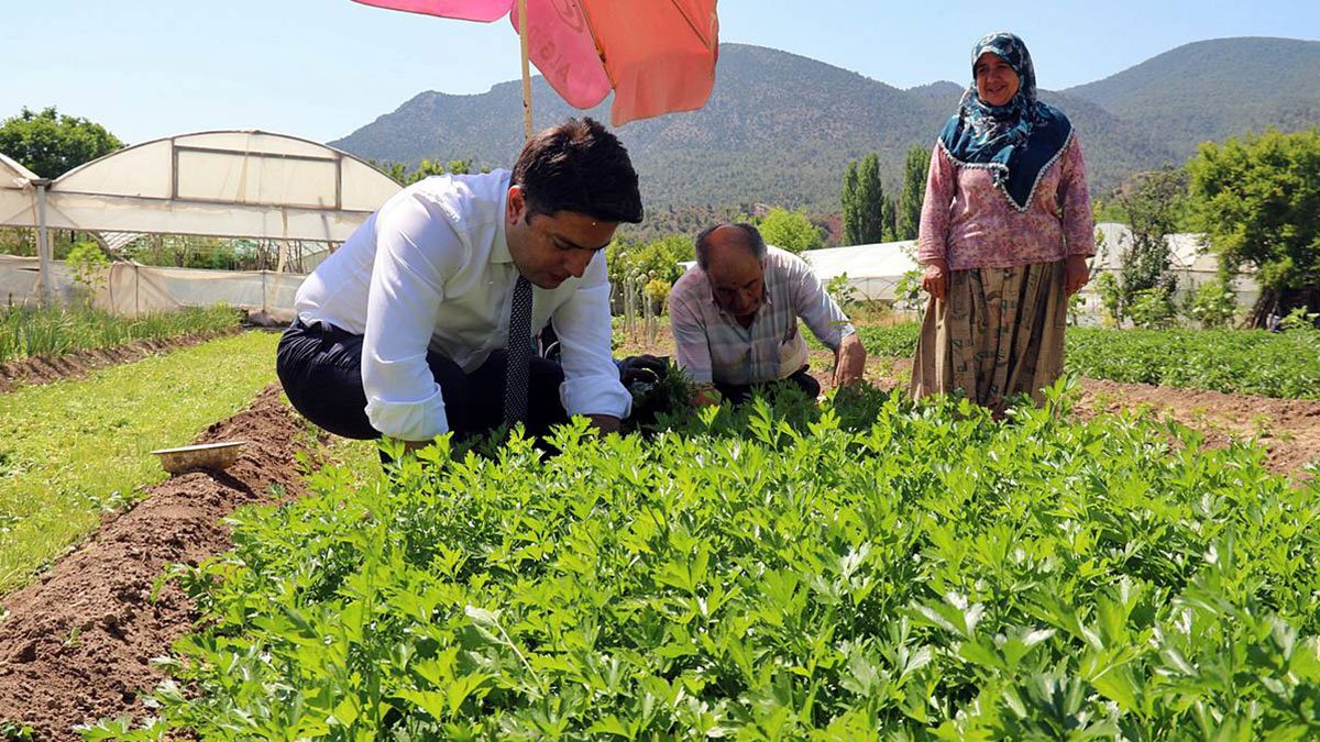 Bereket fışkıran topraklar: İşte Anadolu'nun gizli cenneti! İstanbul'un sofralarına Sarıcakaya damgası