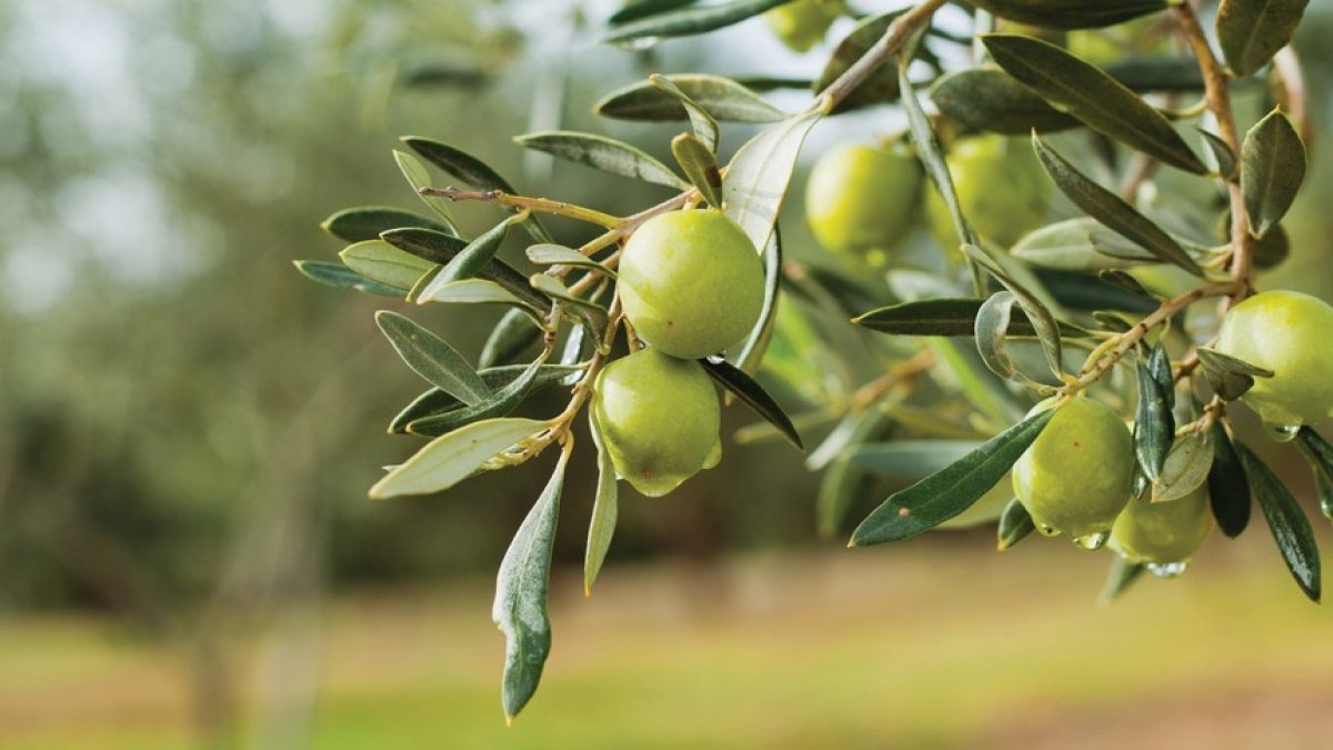Ekolojik bir intiharın eşiği