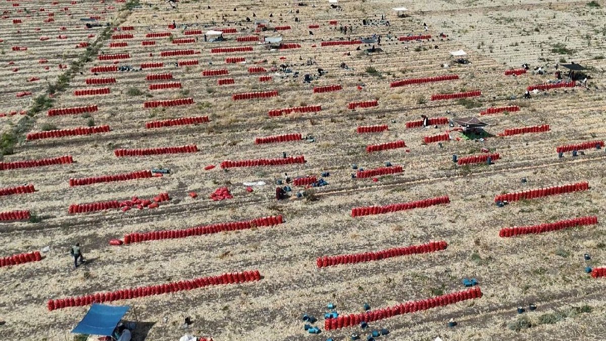 130 kişiyle çalışıyor, 40 derece sıcaklıklara meydan okuyor! Tarlada 5 TL’ye düştü marketlerde 25 TL’ye satılıyor