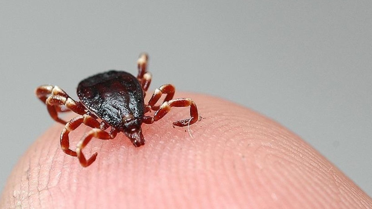Halk sağlığı uzmanından kene uyarısı: Erken müdahale hayat kurtarıyor