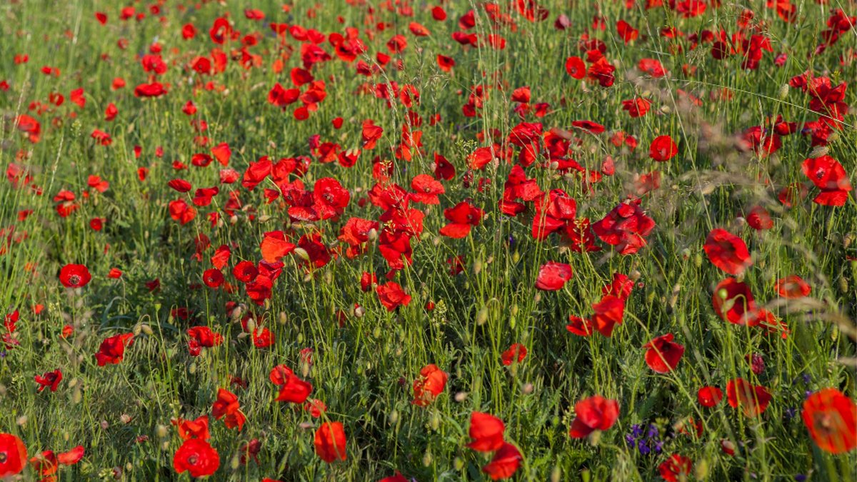 Sadece çiçek sanmayın! Kırların kırmızı güzelliği balgam söktürücü, cilt yenileyici ve doğal sakinleştirici olarak kullanılıyor