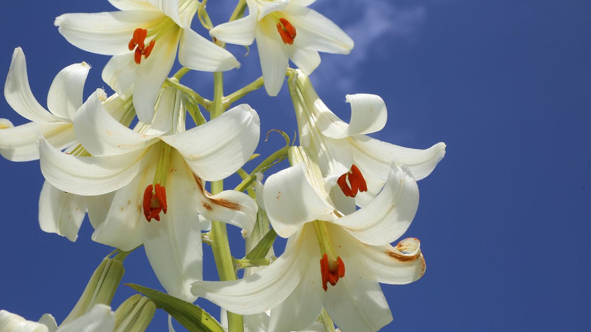 Bu çiçeğe dokunmak çok pahalıya patlayabilir! Ne kokusuna aldanın ne güzelliğine: Ne 10 bin ne 50 ne de 100...