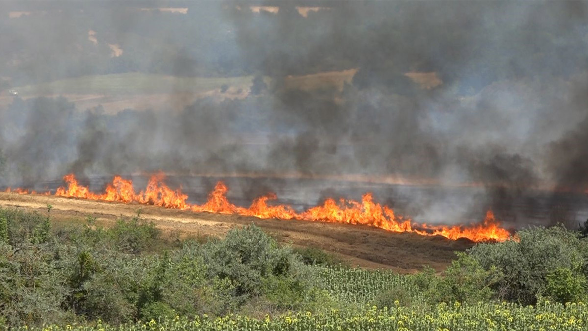 Kırklareli’nde alevler 500 dekarı küle çevirdi: Tarım arazisi ve ağaçlık alan zarar gördü