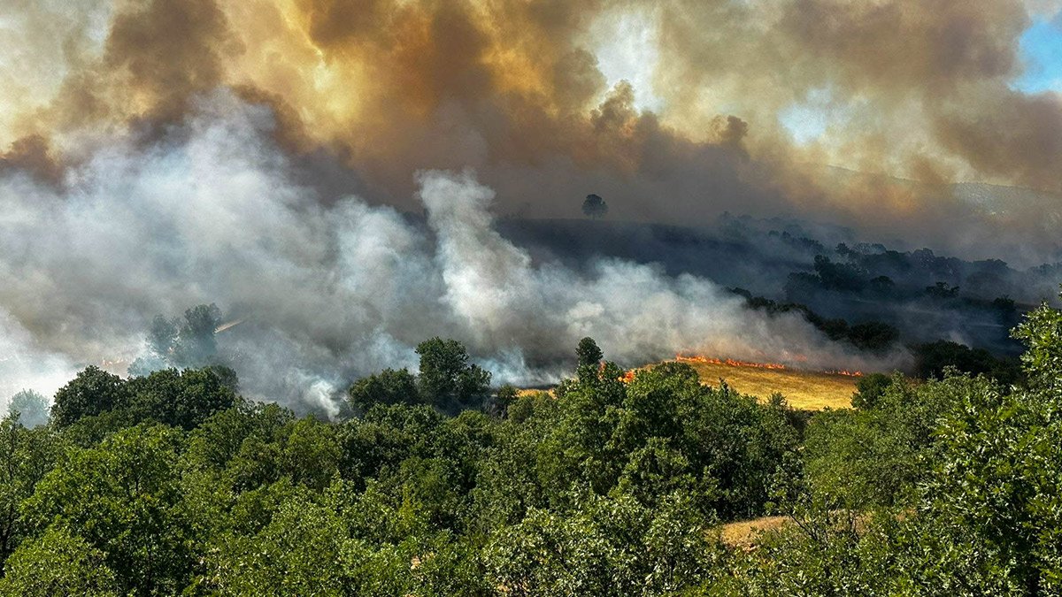 Uşak'ta tarım arazisinde başlayan yangın meşelik alana sıçradı