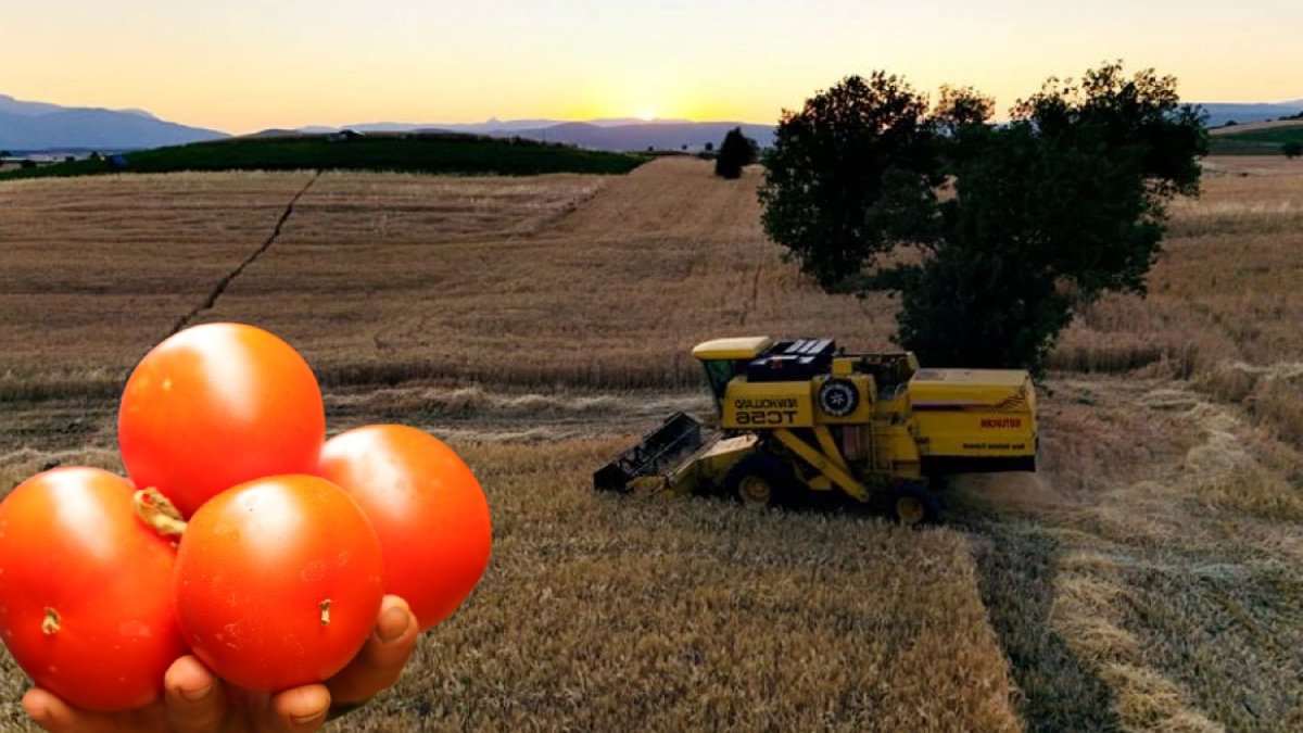 Dört mevsim üretim yapılıyor, seracılığın merkezi olarak ön plana çıkıyor: Bölge istihdamına büyük katkı sağlıyor