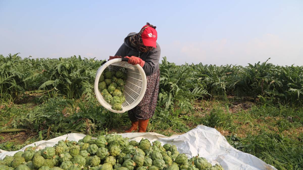 Efeler’in toprağından, Efelerli kadınların emeğiyle: Çanak enginarlar tüketiciyle buluşuyor