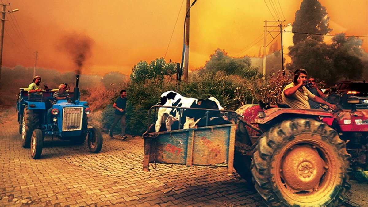 Ormanların sahibi yok