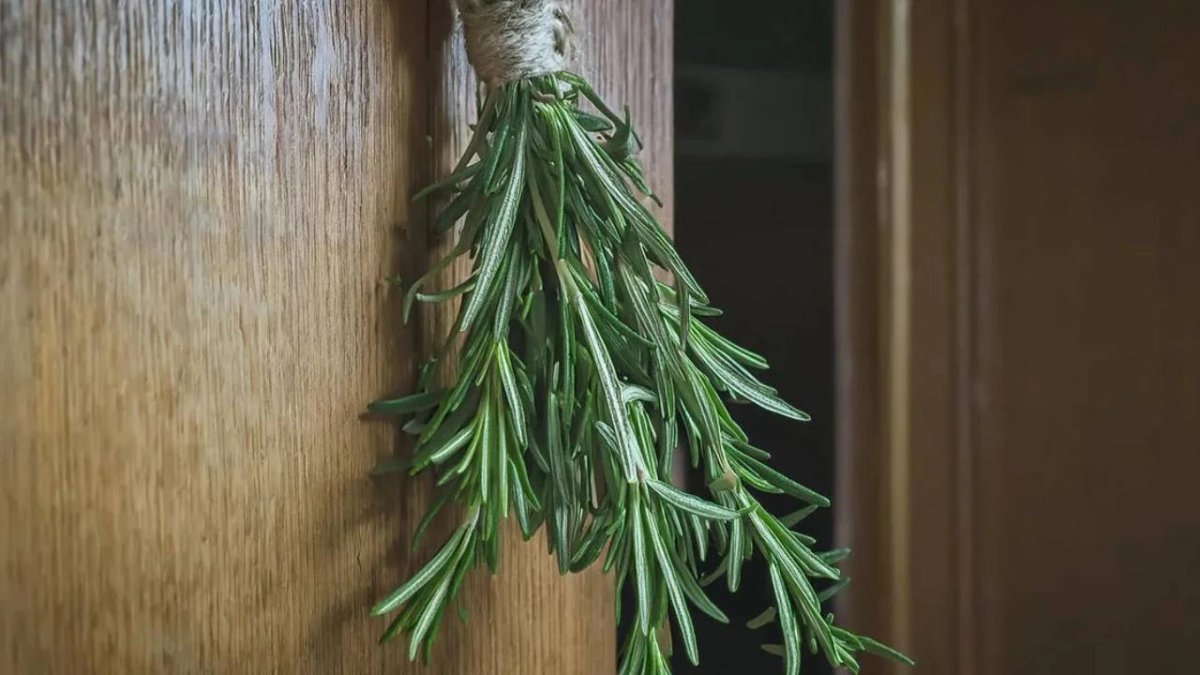 Biberiye'nin bu etkisine inanamayacaksınız! Kapıya sadece 2 dal asın: Rahatlığı hissedeceksiniz