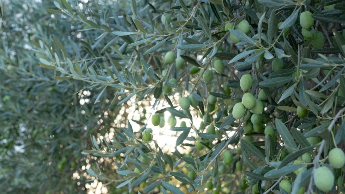 TÜİK verileri ortaya koydu: Zeytinyağında 'yok yılı' kapıda
