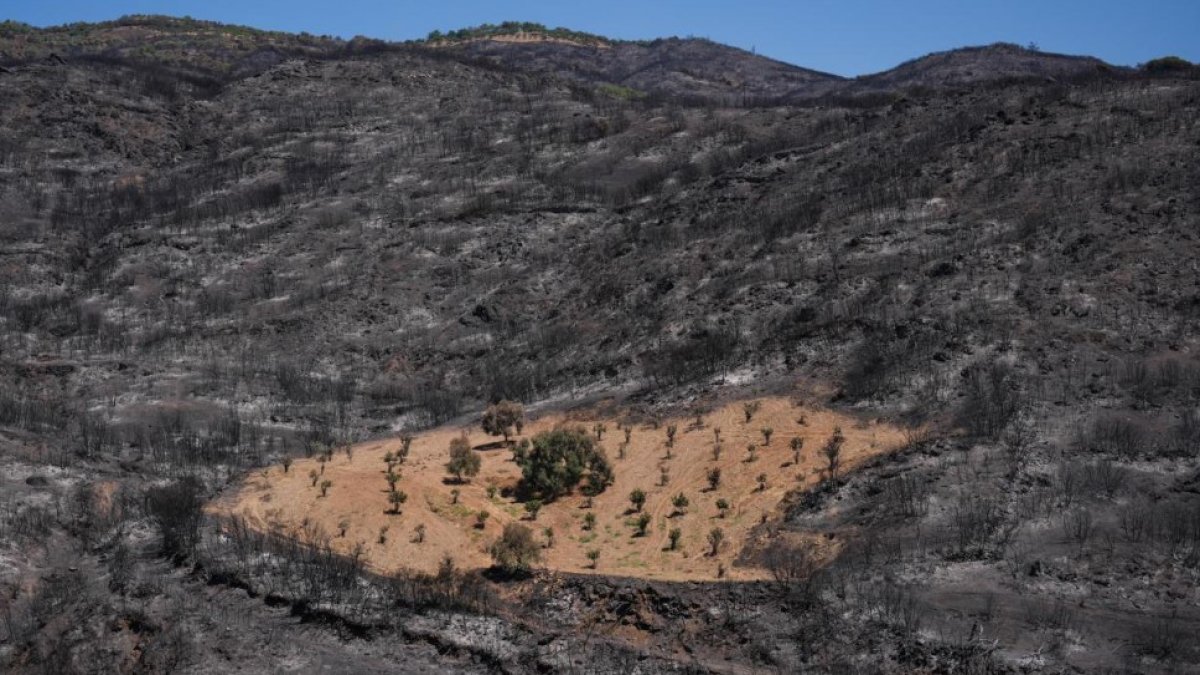 İzmir yangınında dikkat çeken detay: Çiftçi Ahmet Türk’ün bahçesi sapasağlam kaldı