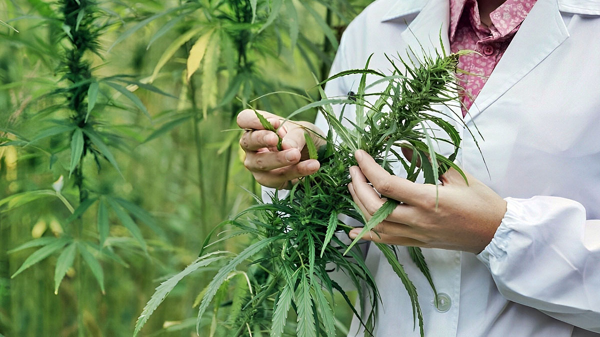 'Tıbbi kenevir' eczanelerde yerini alacak: Kontrollü satış süreci başlıyor! Eczane raflarında yeşil devrim