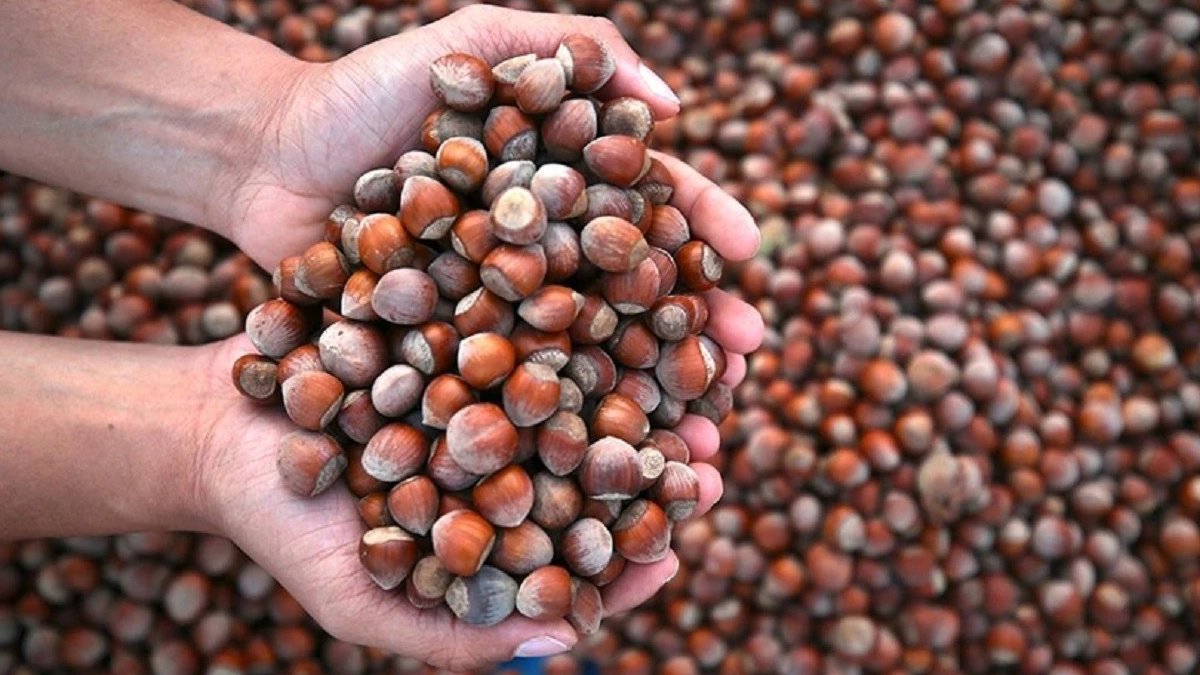 Fındık fiyatları ne kadar? Temmuz ayı listesi belli oldu! İşte 2025 Temmuz güncel fiyat listesi…