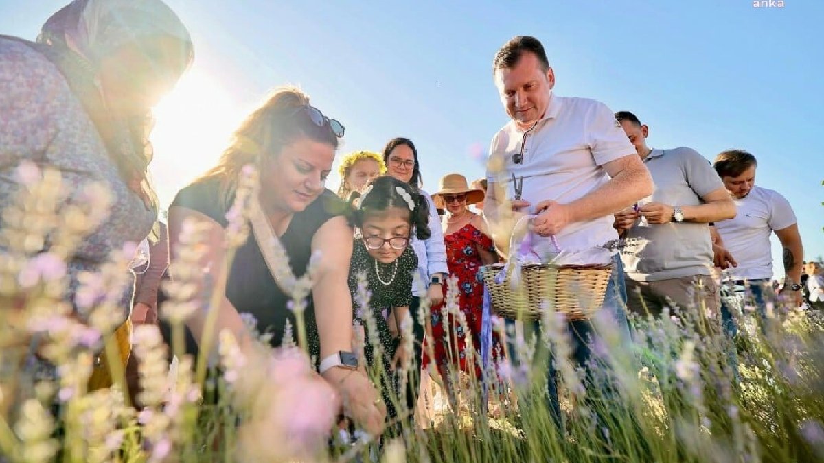 Silivri’de lavanta tarlalarında renkli hasat şenliği