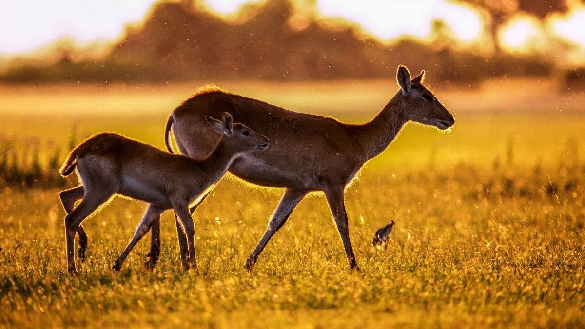 Av sezonunda yeni dönem: Hangi hayvanlar, nerede ve ne zaman hedefte?