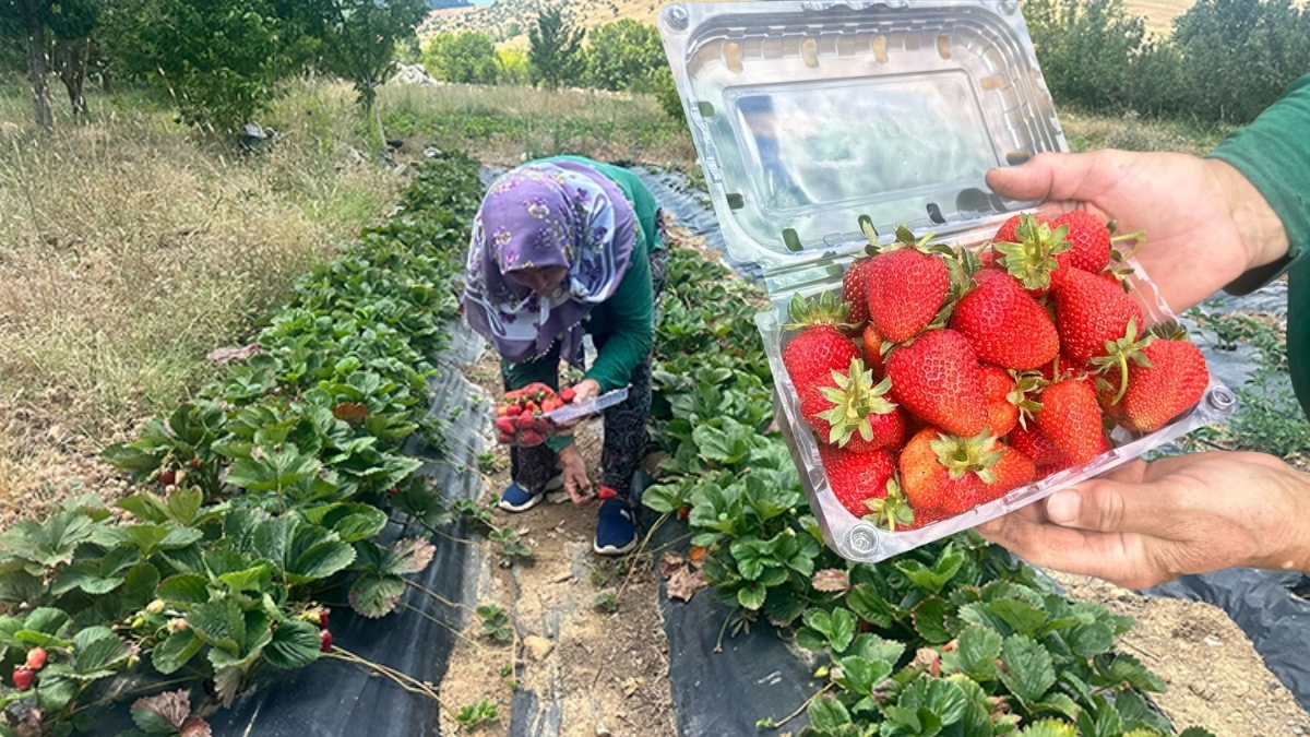 Isparta’da üretiliyor, hem aile hem bölge ekonomisine katkı sağlıyor! Özellikle kadın istihdamı ön plana çıkıyor