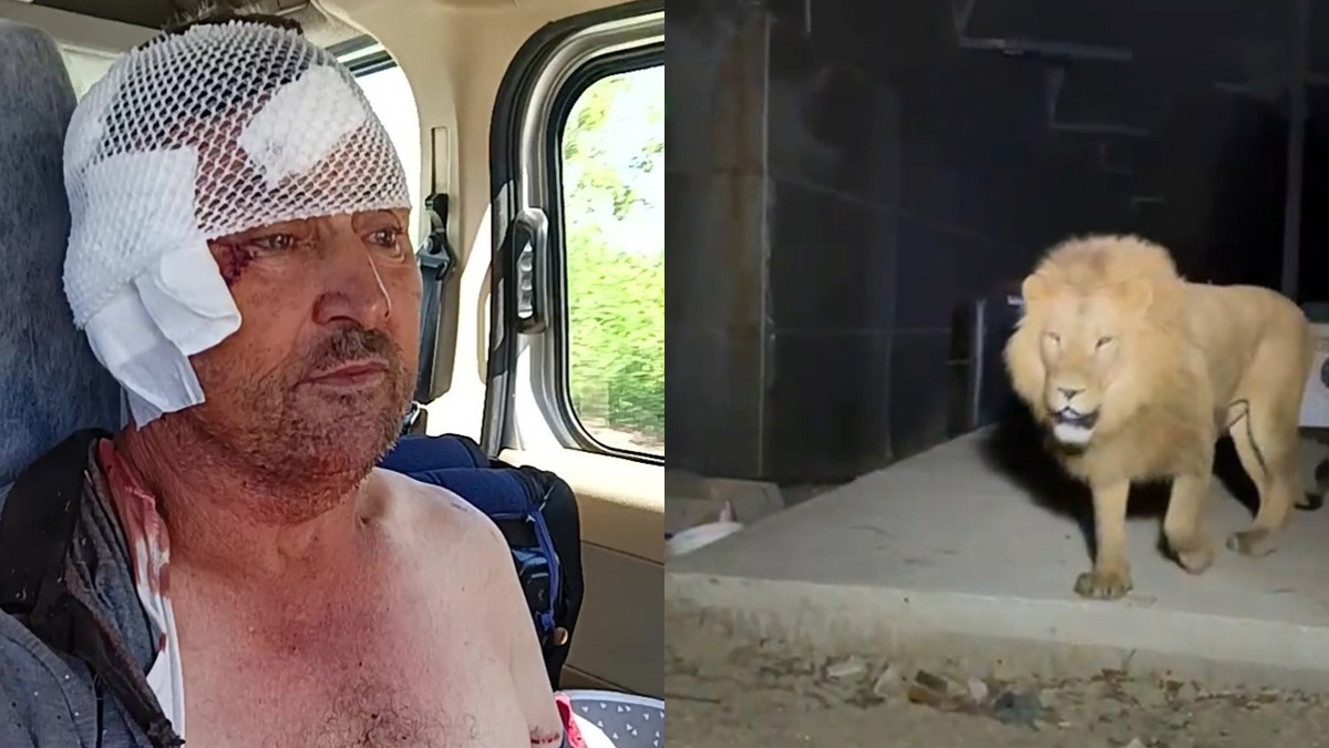 Antalya'da aslan paniği! Hayvanat bahçesinden kaçıp çiftçiye saldırdı