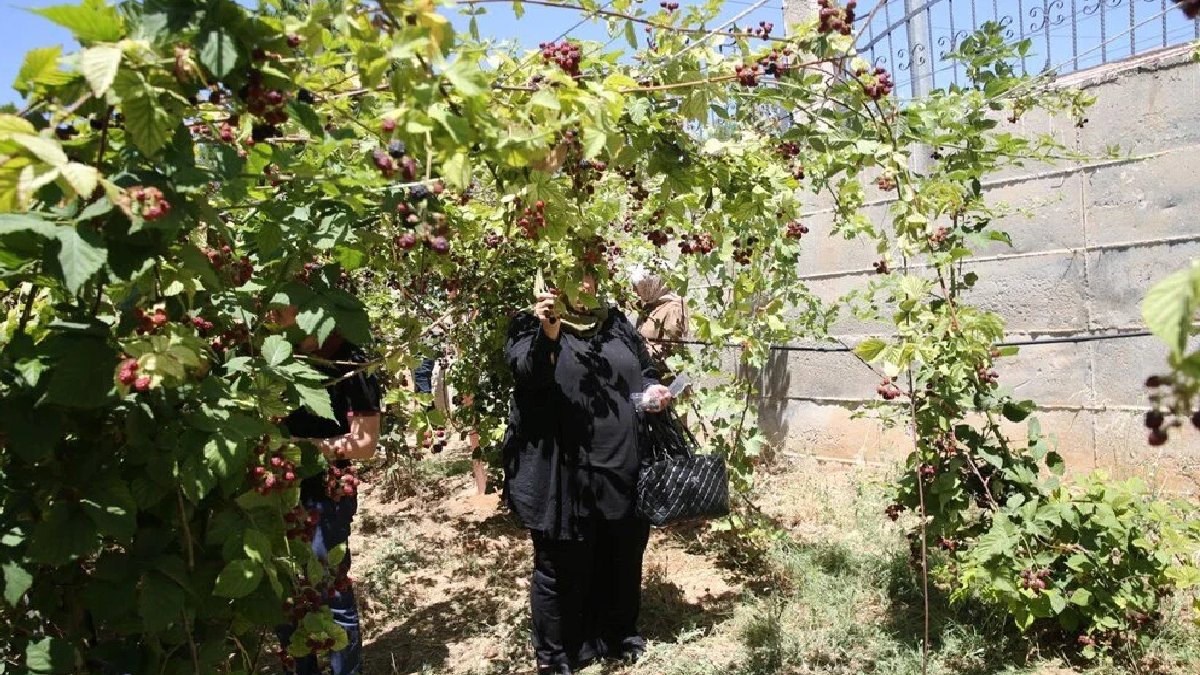 Hobi bahçesinde başlandı, hasadı tamamlandı! 2 yılda büyük başarı: Tedaviye katkı sağlıyor