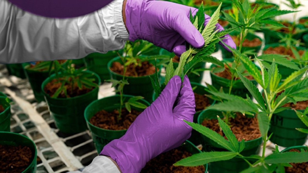 Kenevir ürünleri sadece eczanelerde satılacak