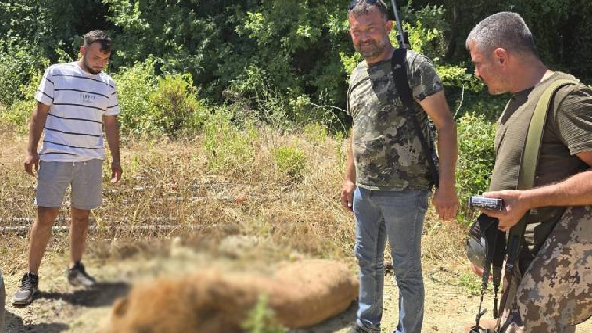 Antalya’da kafesinden kaçan aslan öldürüldü: Hayvan parkına soruşturma