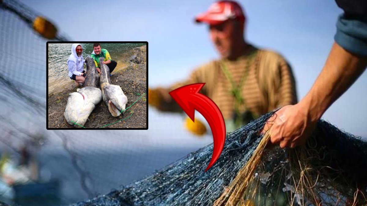 Balıkçılar oltasına geleni gördüğünde şaşkına döndü! Bir değil 2 tane: Her biri 200 kilo