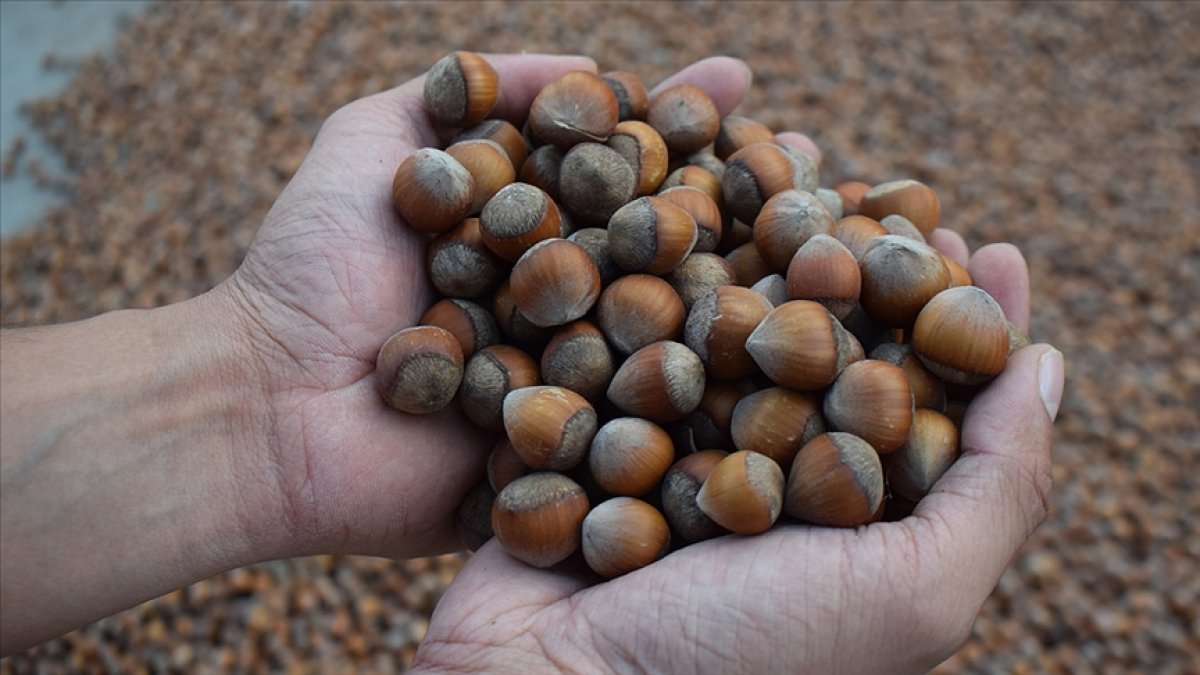 Son dakika... Fındıkta tarihi karar! Ferrero'nun alımı durduruldu: Karadenizlilere büyük müjde