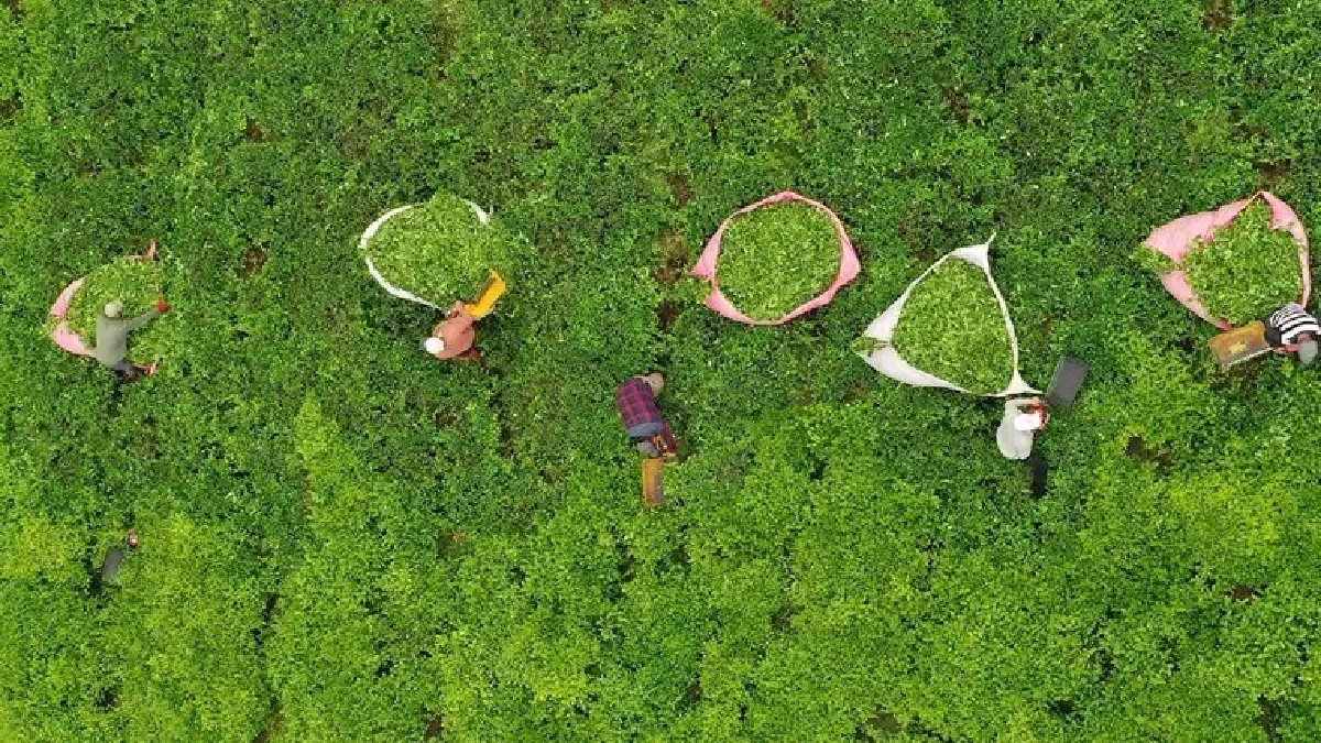 Hava şartlarına meydan okuyorlar 12 saat çalışıyorlar! En kalitelisi Mayıs’ta oluyor, Temmuz’da da toplanıyor