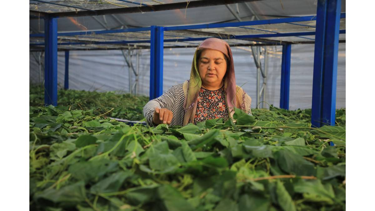 İpekböcekçiliği yeniden doğuyor: Ata mirasına modern dokunuş