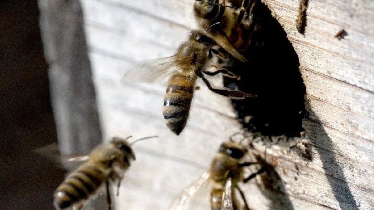 Fransa’da strese giren arılar 24 kişiyi yaraladı