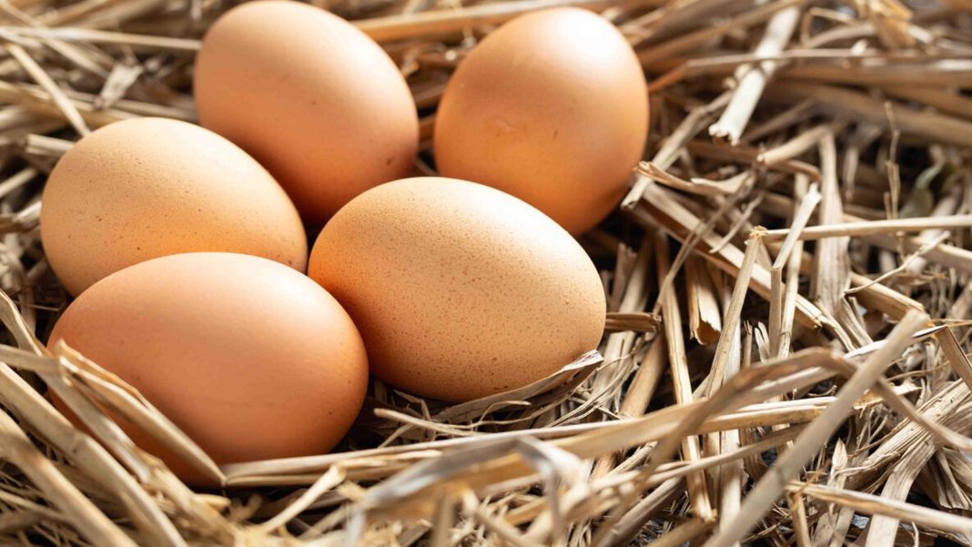 Yumurta fiyatlarına zam: Üretim merkezlerinde fiyat hareketliliği