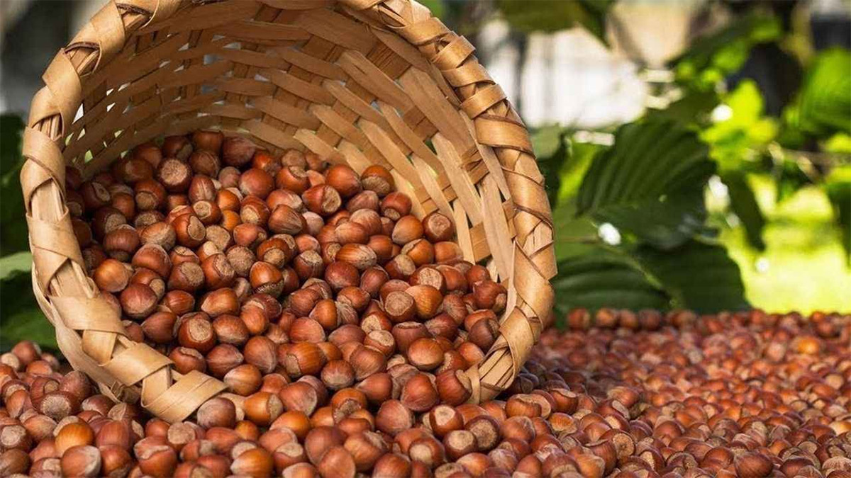 Mahkemeden Ferrero’ya fındık yasağı: Türkiye’de alım ve ihracat durdu