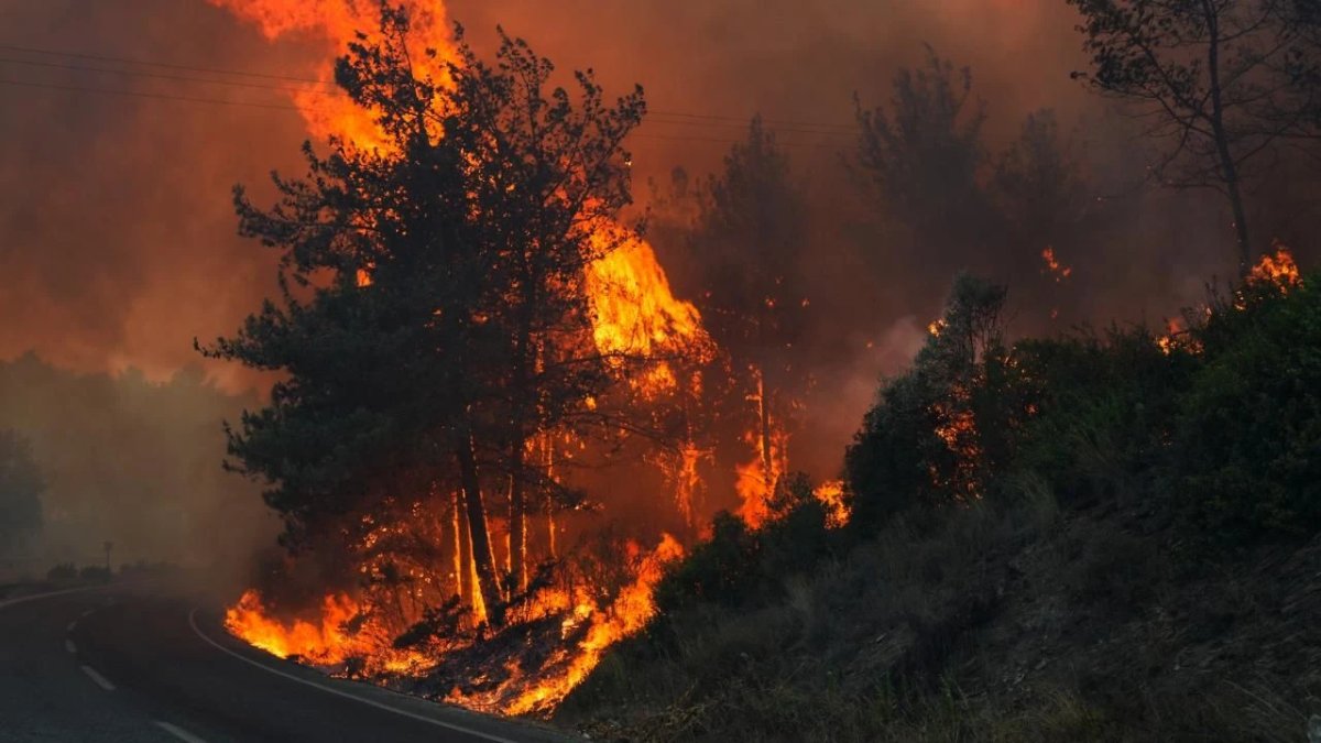 Aydın'da zeytinlik alanda yangın! Ekipler seferber oldu