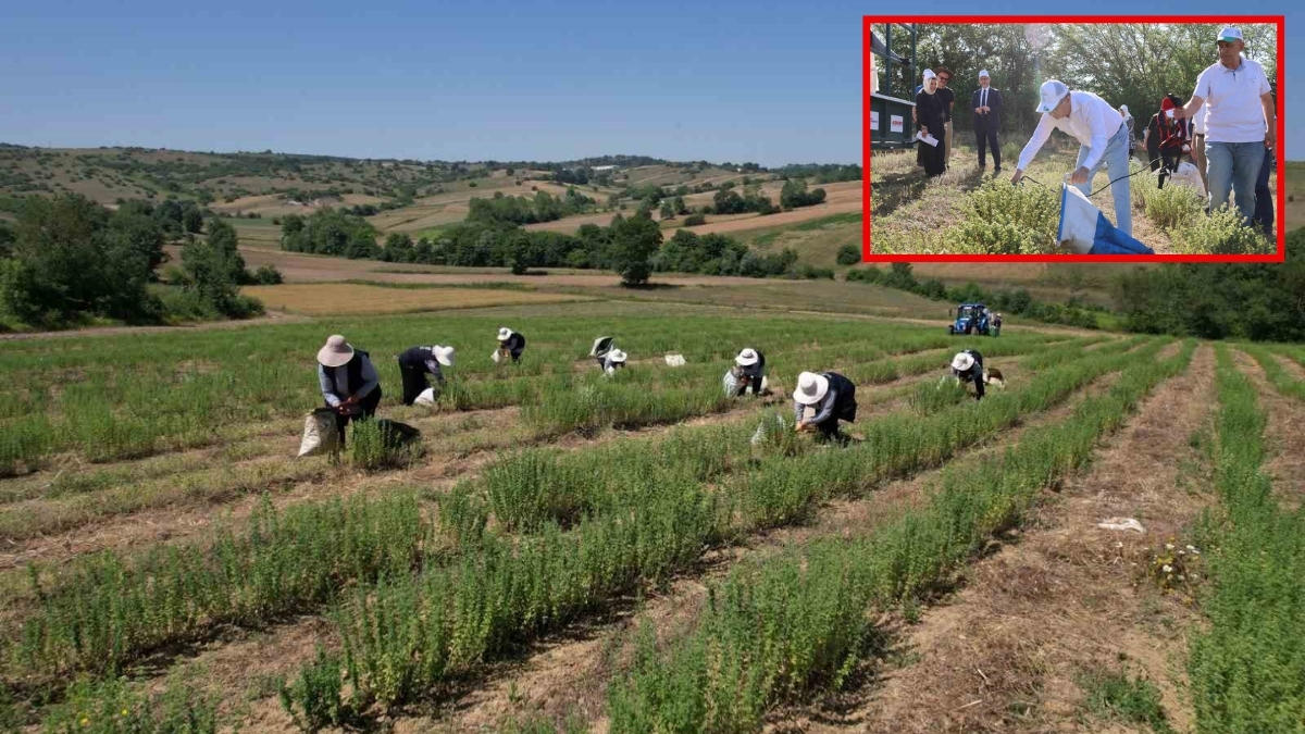 Kokusu mest ediyor, faydaları saymakla bitmiyor! Türkiye üretimde bir numaraya oynuyor: İkinci hasat başladı