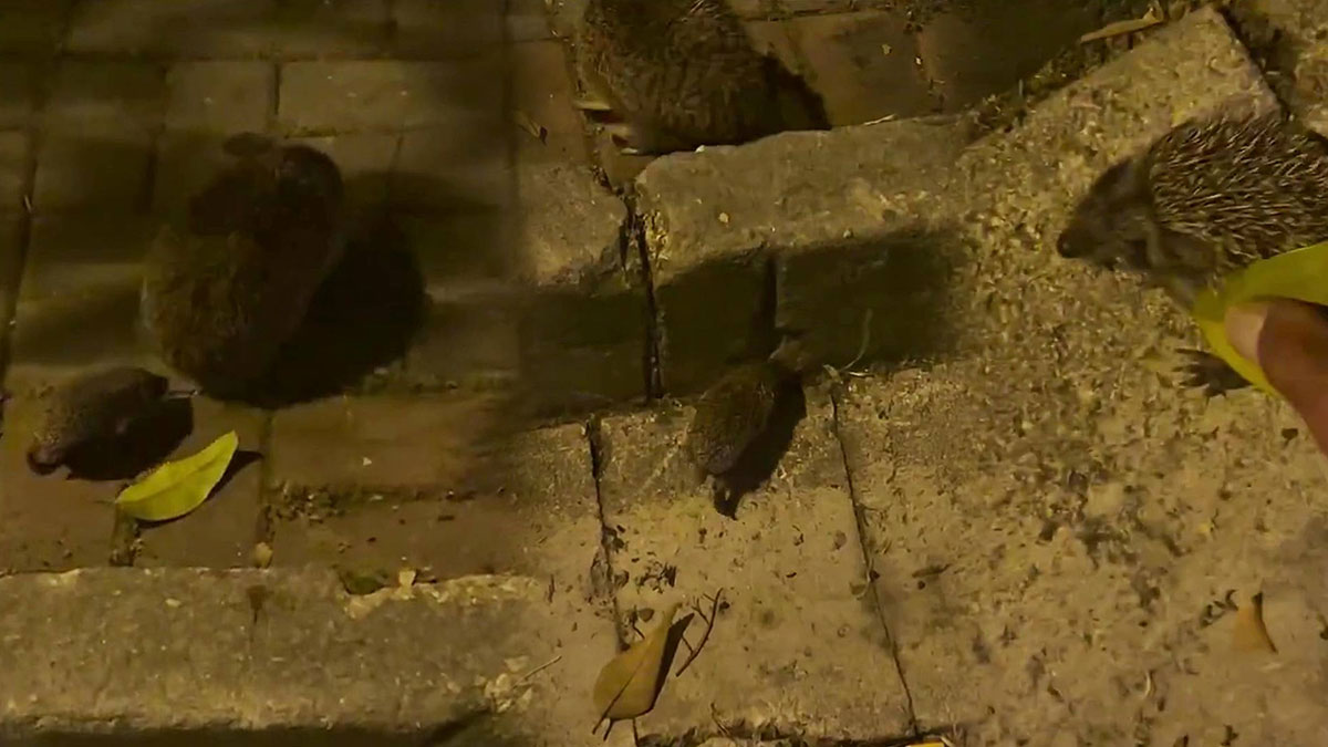 Yavrum, annen ben değilim ama kalbimi çaldın! Kaldırımda karşılaştığı en tatlı misafir