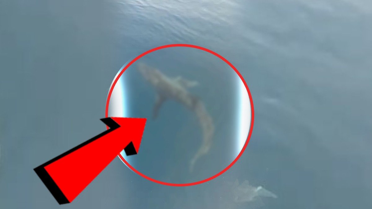 İstanbullular deniz için o ilimize kaçıyorlardı! Sahilde dev bir köpek balığı görüldü: 2,5 metre uzunluğunda