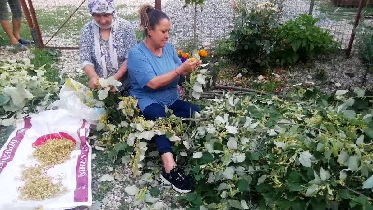 Her evde bulunuyor, kış ayının şifası deniyor! Kendi sarı ama suya girince kırmızı şifa oluyor! Hasadı hızla başladı
