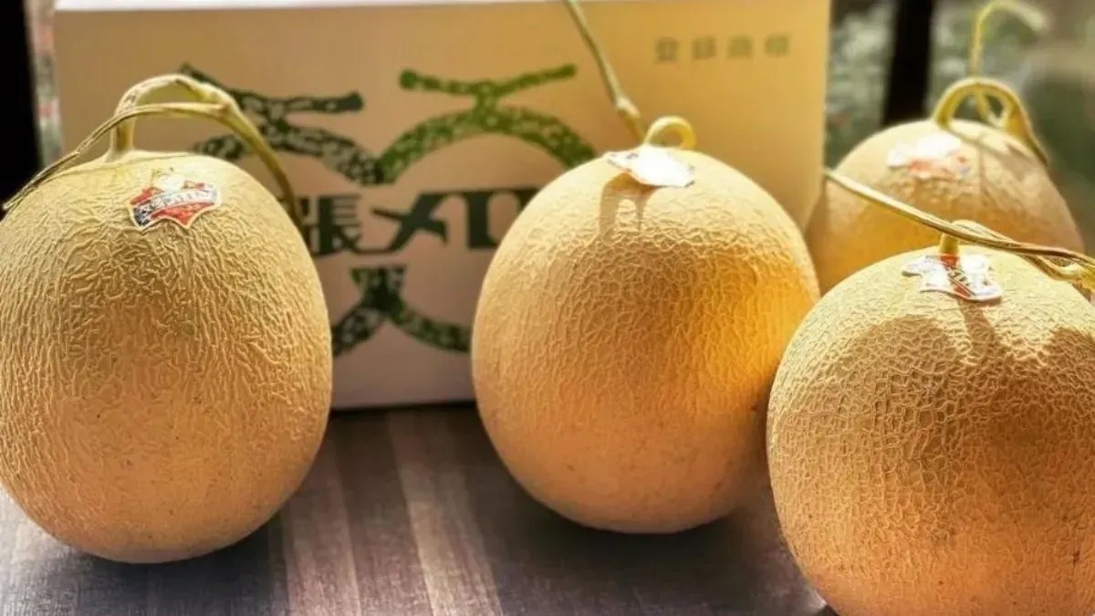 Bu kavun dünyanın en lüks meyvesi! Etiket fiyatı 6 bin TL!  Yoğun ilgi görüyor: Koca ağaçta bir tane tek yetişiyor