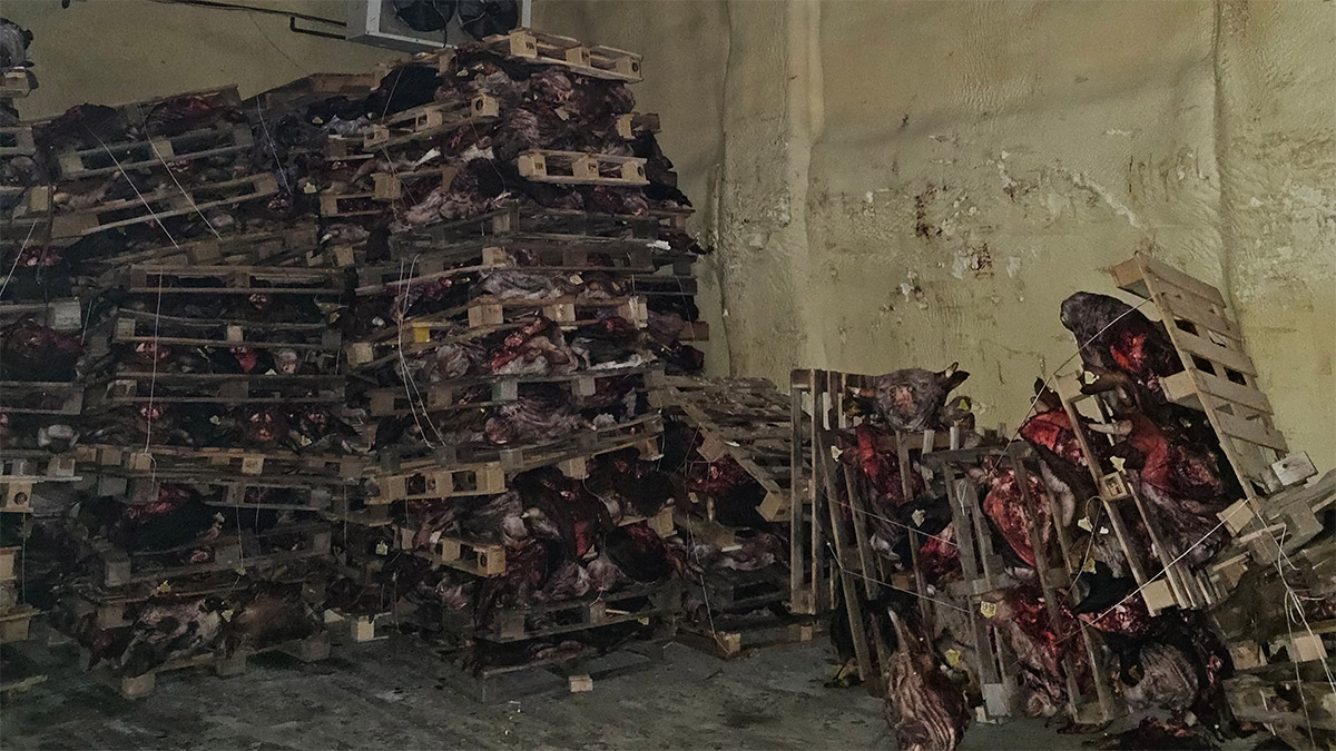 Bursa’da hijyen skandalı! Bozulmuş hayvan kafaları ele geçirildi