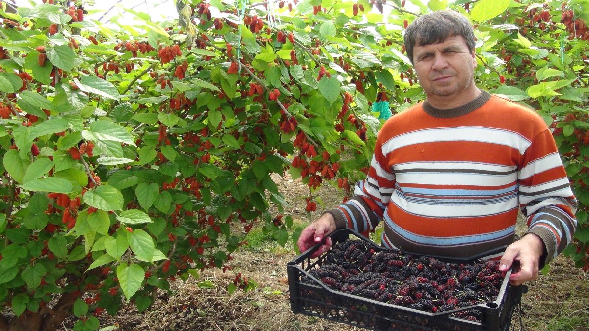 Mersin’de toplanmaya başladı! Hijyen ön planda tutuluyor, Araplara kilo kilo satılıyor! İlaçsız ürünlerin kilosu 190 TL